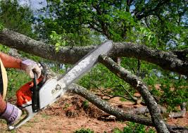 Reliable Ledgewood, NJ Tree Care Services Solutions